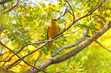 Burung Sanger Dada Kuning