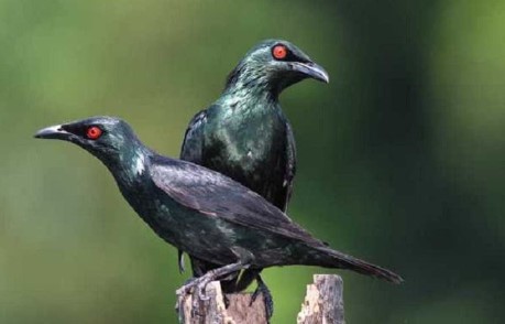Mitos Memelihara Burung Cucak Keling
