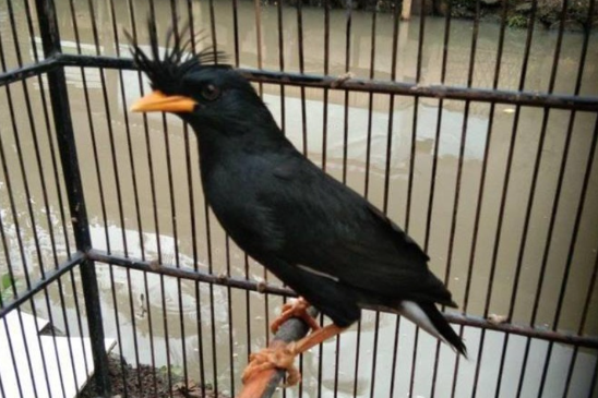 Burung Jalak Thailand