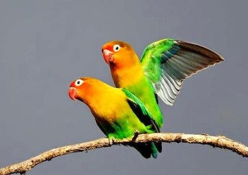 Cara Menjodohkan Lovebird